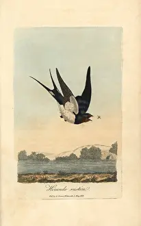Hirundo: Chimney swallow, Barn swallow, Hirundo rustica