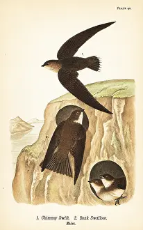 Acadian: Chimney swift and bank swallow