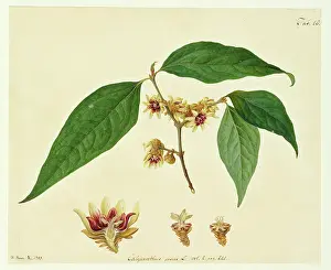 Bauer: Chimonanthus praecox