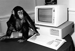 Chimp: Chimp with computer