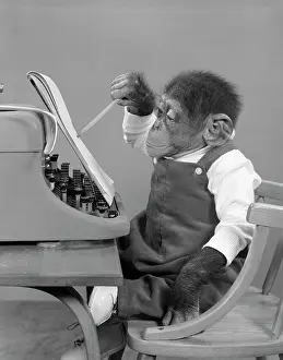 Steno: Chimp In Overalls Sitting