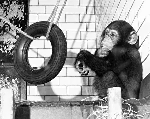 Ad Lib Studios: CHIMP WITH TYRE
