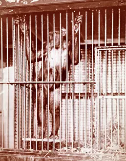 Caged: Chimpanzee