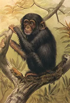 Apes: Chimpanzee