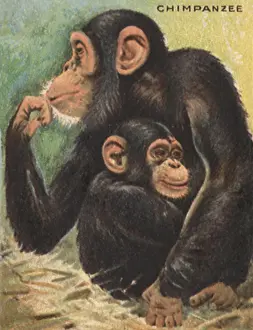 Apes: Chimpanzee