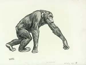 Apes: Chimpanzee