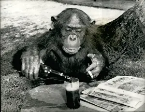 Drown: Chimpanzee with beer, cigarette and magazines