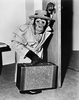 Witty: Chimpanzee in coat and hat walking with a suitcase