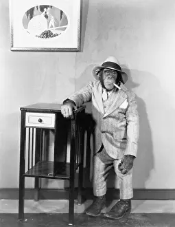 Gags: Chimpanzee dressed in suit with cigarette