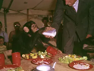 Chimpanzee drinking milk