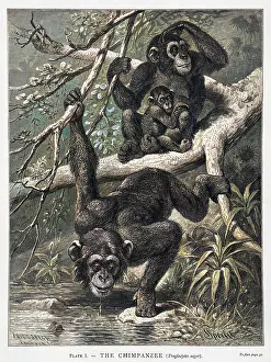 Troglodytes: CHIMPANZEE FAMILY