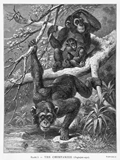 Chimpanzees: CHIMPANZEE FAMILY