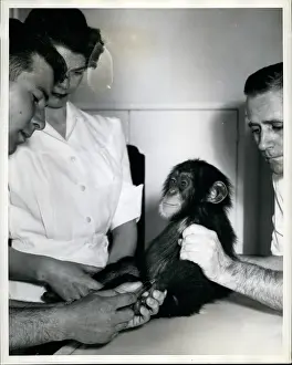Extracts: Chimpanzee Gets Checkup