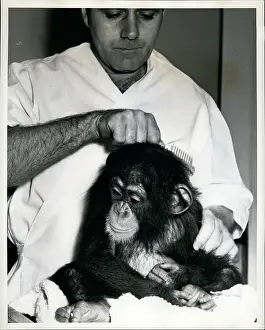Calms: Chimpanzee Gets Checkup