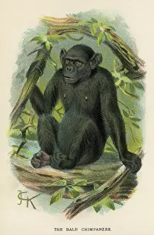 Illus: CHIMPANZEE/JCK ILLUS