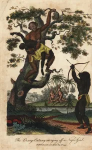 Sibly: Chimpanzee kidnapping an Angolan girl