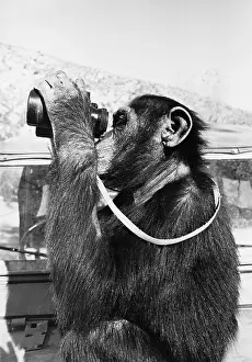 Witty: Chimpanzee looking through binoculars