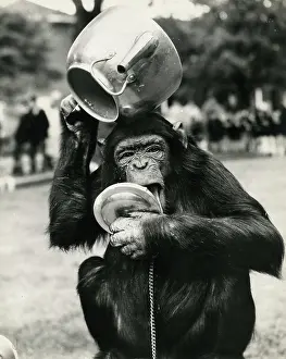 Chimp: Chimpanzee with metal teapot