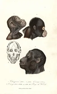 Troglodytes: Chimpanzee and orangutan heads