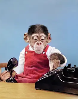 Networking: Chimpanzee in Overalls Dialing Phone Holding Receiver