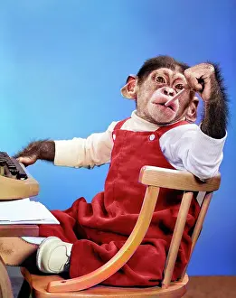 Eraser: Chimpanzee in Overalls Sitting in Chair at Typewriter