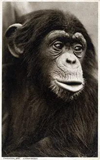 Paignton: Chimpanzee at Paignton Zoo, Devon, England