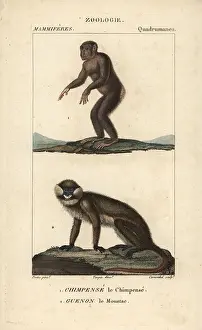 Troglodytes: Chimpanzee, Pan troglodytes (endangered), and