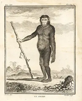 Troglodytes: Chimpanzee, Pan troglodytes. Endangered