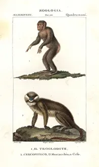 Troglodytes: Chimpanzee, Simia troglodytes, and moustached