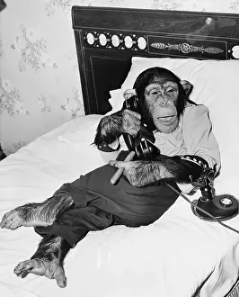 Casually: Chimpanzee sitting in bed on the telephone and smoking