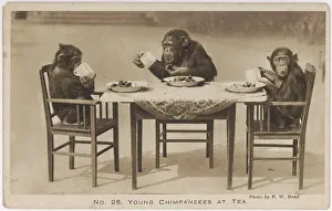 Chimpanzees: Chimpanzee tea party