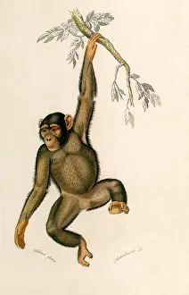 Apes: Chimpanzee (Troglodytes niger)
