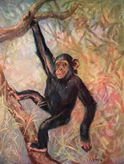 Troglodytes: CHIMPANZEE/WILD BEASTS
