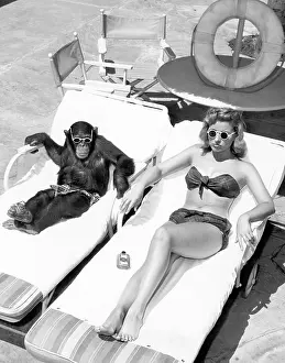 Tanning: Chimpanzee and a woman sunbathing