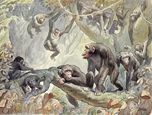 Apes: Chimpanzees in the African jungle