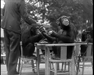 Chimpanzees: Chimpanzees Having A Tea Party at the Zoo