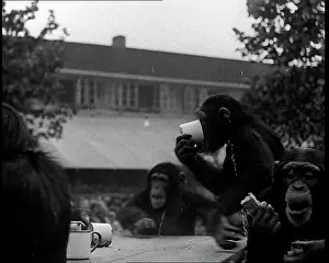 Chimpanzees: Chimpanzees Having A Tea Party at the Zoo