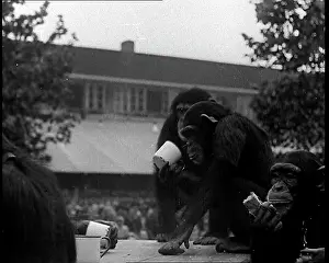 Chimpanzees: Chimpanzees Having A Tea Party at the Zoo
