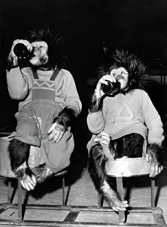 Deutschlandhalle: Chimpanzees Polo and Coco of Circus Knie