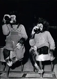 Prefer: Chimpanzees Polo and Coco, Circus Knie, Germany