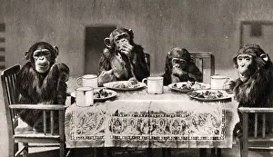 Monkeys: Chimpanzees Tea Party