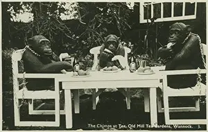 Chimps: Chimps Having Tea