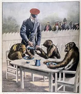 Unfazed: CHIMPS TEA PARTY - 2