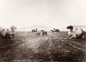 Ming: China c.1880s - stone animals on the avenue to the