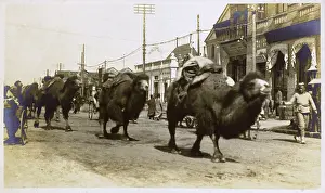 Bactrian: China - a caravan of Bactrian camels - Beijing