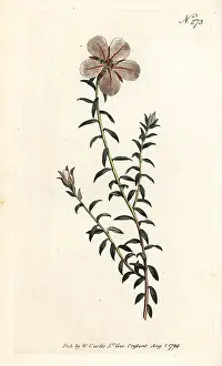 Uniflora: China flower, Adenandra uniflora