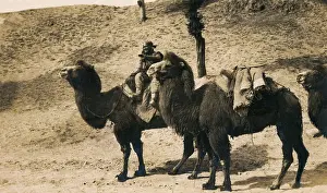 Gobi: China - Gobi Desert - Bactrian Camel train
