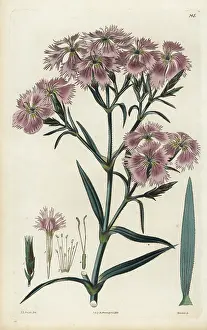 Dianthus: China pink, Dianthus chinensis