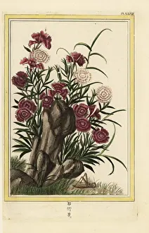 Dianthus: China Pinks, Dianthus chinensis