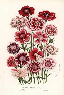 Sinensis: China pinks, Dianthus chinensis